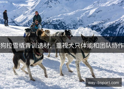 狗拉雪橇青训选材，重视犬只体能和团队协作